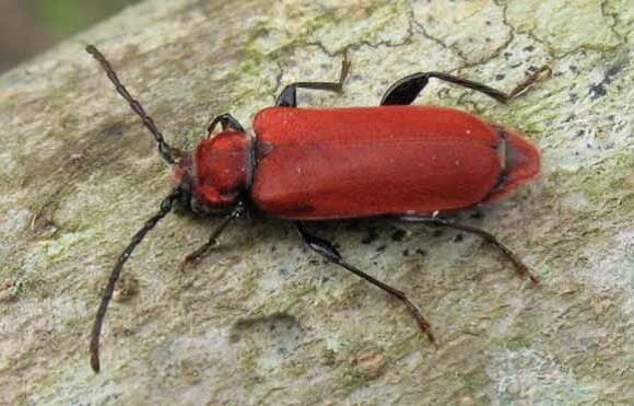 La callidie sanguine