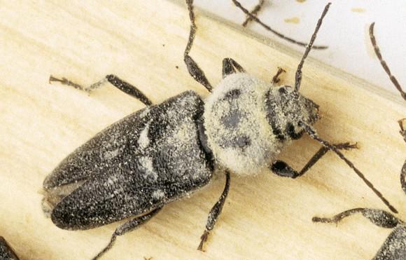 Le capricorne des maisons