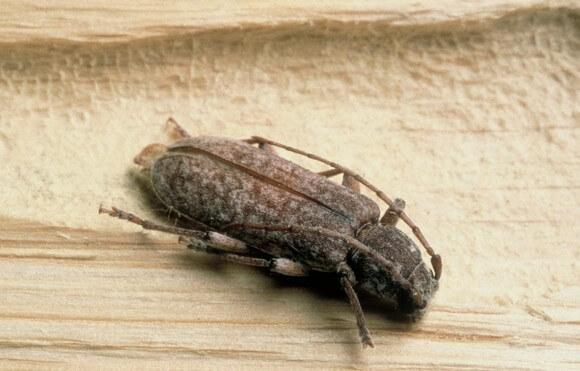 Le capricorne du chêne