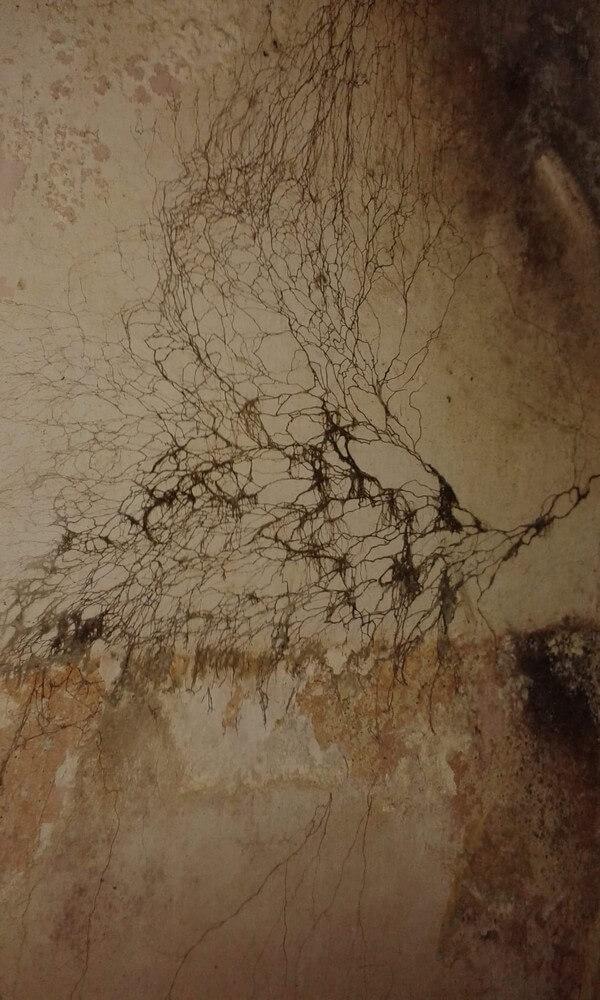 Comment se propage la mérule ?