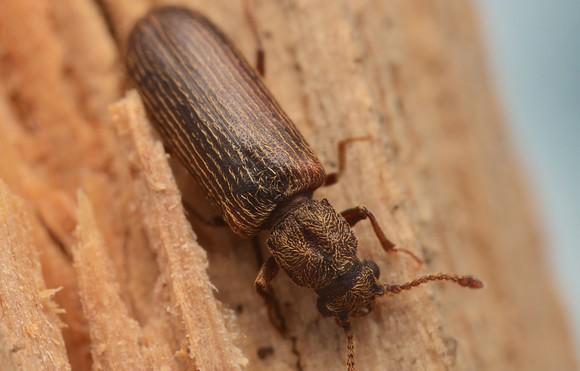 Insectes xylophages