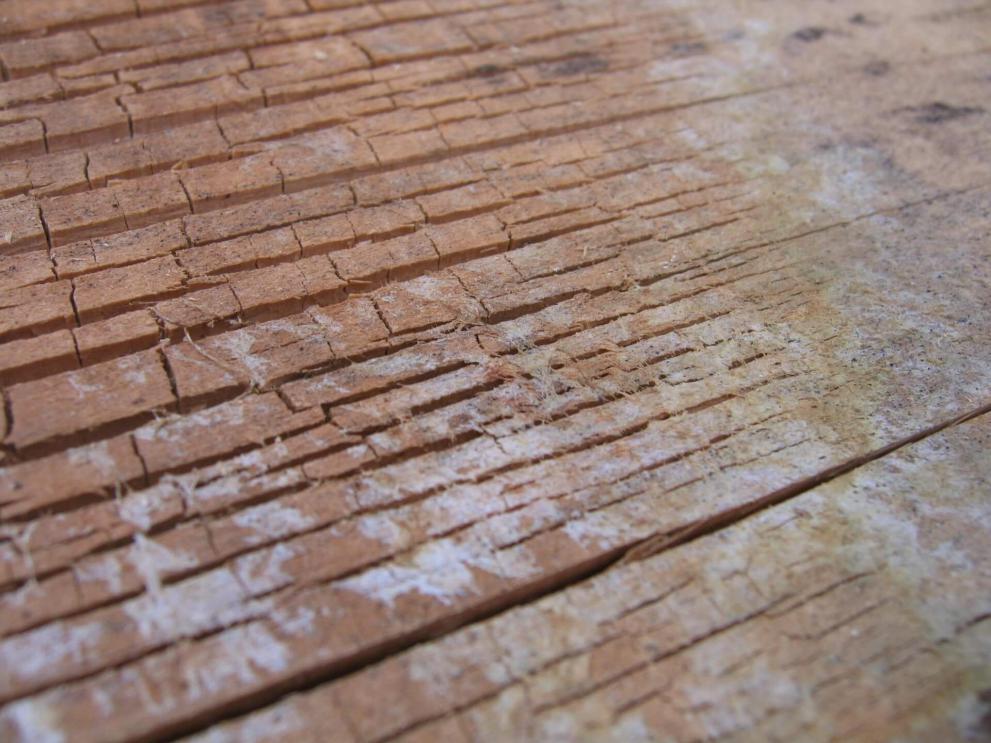 Mérule pourriture cubique