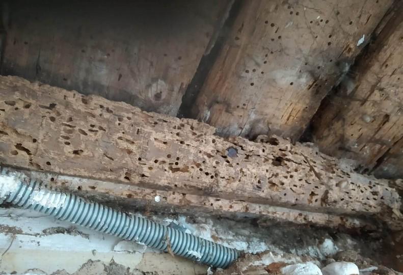 Solive attaquée par la grosse vrillette